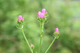 Attēlu rezultāti vaicājumam “Centaurium erythraea bud”