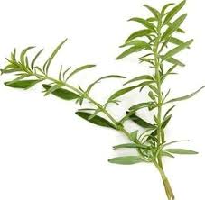 Image result for Hyssopus officinalis