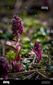 Attēlu rezultāti vaicājumam “Petasites hybridus flower”