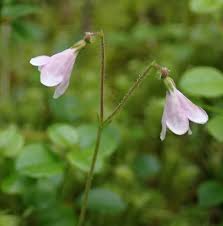 Attēlu rezultāti vaicājumam “Linnaea borealis flower”