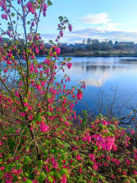 Image result for Wansbeck Gc