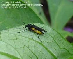 Attēlu rezultāti vaicājumam “Sciara analis”