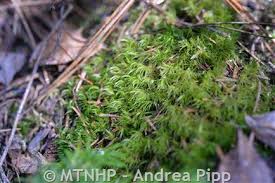 Attēlu rezultāti vaicājumam “| Dicranum”