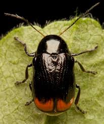 Attēlu rezultāti vaicājumam “Cryptocephalus pusillus”