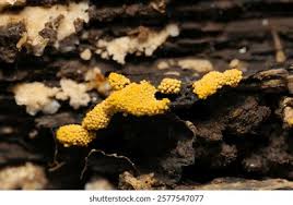 Attēlu rezultāti vaicājumam “Lignydium muscorum plasmodium”