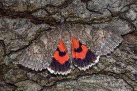 Attēlu rezultāti vaicājumam “Catocala nupta”