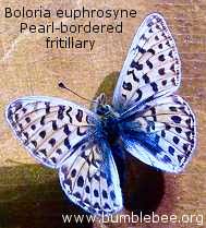 Attēlu rezultāti vaicājumam “Clossiana euphrosyne underside”