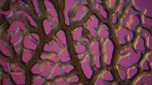 Attēlu rezultāti vaicājumam “Physarum straminipes”