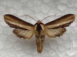 Attēlu rezultāti vaicājumam “Cucullia verbasci”