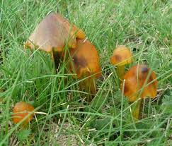 Attēlu rezultāti vaicājumam “Hygrocybe pseudoconica”