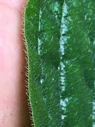 Attēlu rezultāti vaicājumam “Lithospermum officinale leaf”