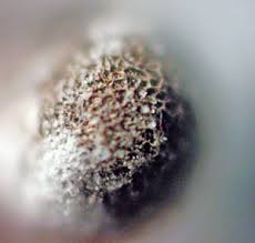 Attēlu rezultāti vaicājumam “Didymium proximum macro”