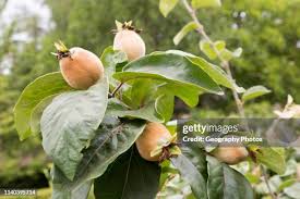 Attēlu rezultāti vaicājumam “Cydonia oblonga fruit”