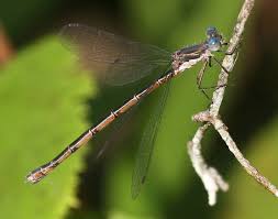 Attēlu rezultāti vaicājumam “Lestes virens female”