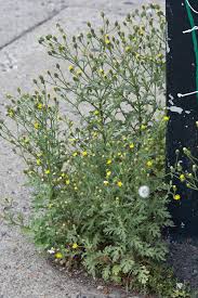 Attēlu rezultāti vaicājumam “Senecio viscosus”