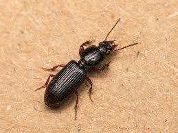 Attēlu rezultāti vaicājumam “Clivina fossor”