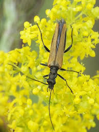 Attēlu rezultāti vaicājumam “Oedemera femorata”