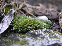 Attēlu rezultāti vaicājumam “Bryum rubens”