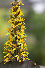 Attēlu rezultāti vaicājumam “Ligularia sibirica leaf”