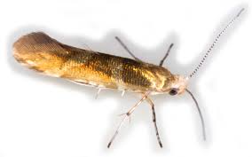 Attēlu rezultāti vaicājumam “Argyresthia goedartella”