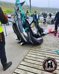 Image result for massacre golfinhos dinamarca