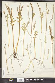 Attēlu rezultāti vaicājumam “Botrychium matricariifolium”