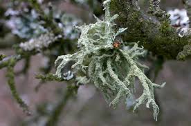 Attēlu rezultāti vaicājumam “Evernia mesomorpha”