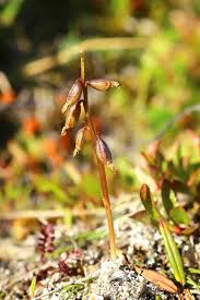 Attēlu rezultāti vaicājumam “Andromeda polifolia fruit”
