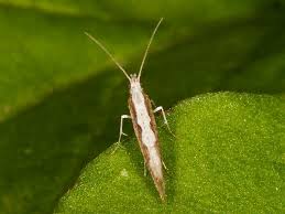 Attēlu rezultāti vaicājumam “Plutella xylostella”