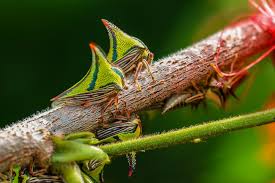 Attēlu rezultāti vaicājumam “Conardia compacta macro”