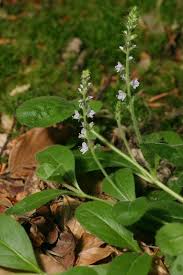 Attēlu rezultāti vaicājumam “Veronica officinalis leaf”