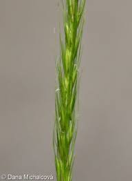 Attēlu rezultāti vaicājumam “Hordelymus europaeus leaf”