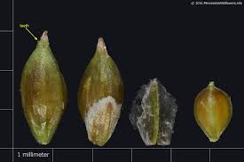 Attēlu rezultāti vaicājumam “Carex capillaris fruit”