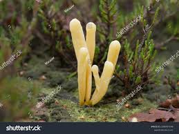 Attēlu rezultāti vaicājumam “Clavaria argillacea”