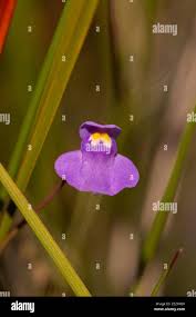 Attēlu rezultāti vaicājumam “Utricularia minor flower”