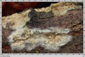 Attēlu rezultāti vaicājumam “Radulomyces confluens”