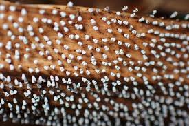 Attēlu rezultāti vaicājumam “Craterium leucocephalum”