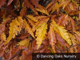 Attēlu rezultāti vaicājumam “Fagus sylvatica fo. laciniata leaf”