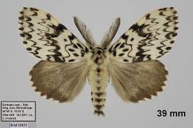 Attēlu rezultāti vaicājumam “Lymantria monacha”