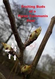 Attēlu rezultāti vaicājumam “Pyrus communis bud”