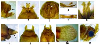 Attēlu rezultāti vaicājumam “Chaetopteryx villosa”
