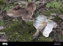 Attēlu rezultāti vaicājumam “Lepiota aspera”