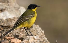 Attēlu rezultāti vaicājumam “Motacilla flava flava”