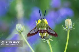 Attēlu rezultāti vaicājumam “Hemaris fuciformis”