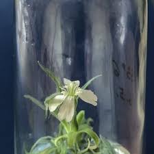 Attēlu rezultāti vaicājumam “Silene otites fruit”