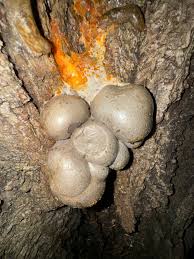 Attēlu rezultāti vaicājumam “Dictydiaethalium plumbeum young”