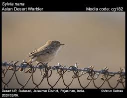 Image result for Sylvia nana