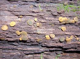 Attēlu rezultāti vaicājumam “Chlorencoelia versiformis”