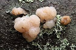 Attēlu rezultāti vaicājumam “Tremella ramalinae”