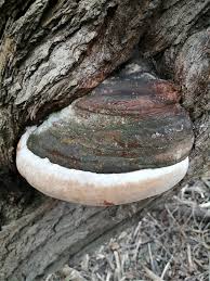 Attēlu rezultāti vaicājumam “Phellinus igniarius”